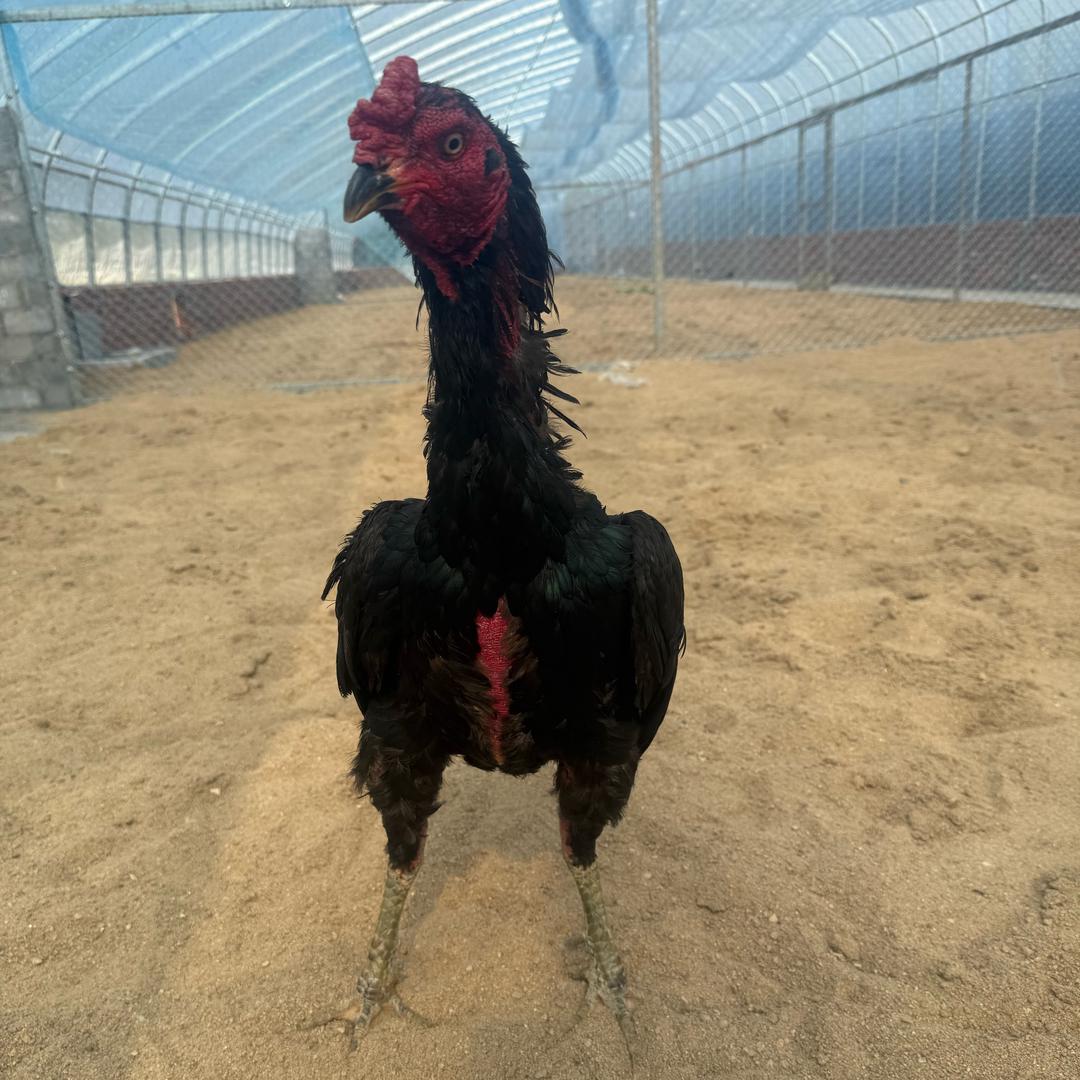 飞运养殖