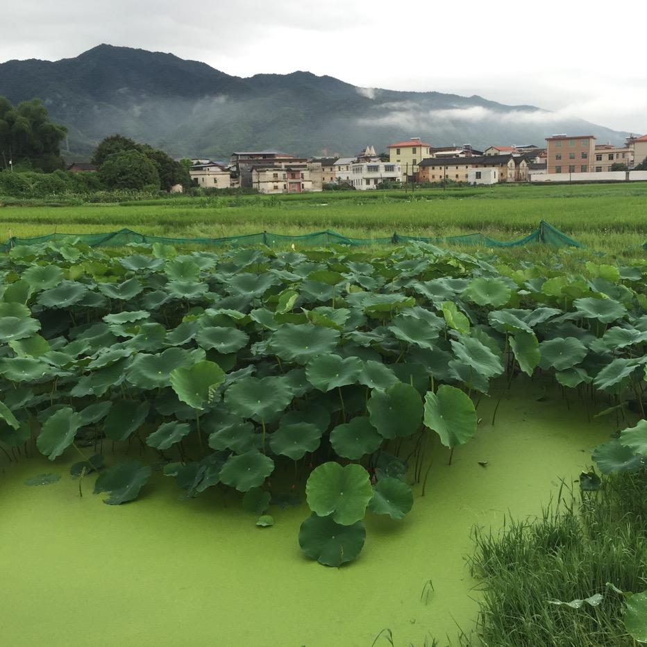 绿水青山