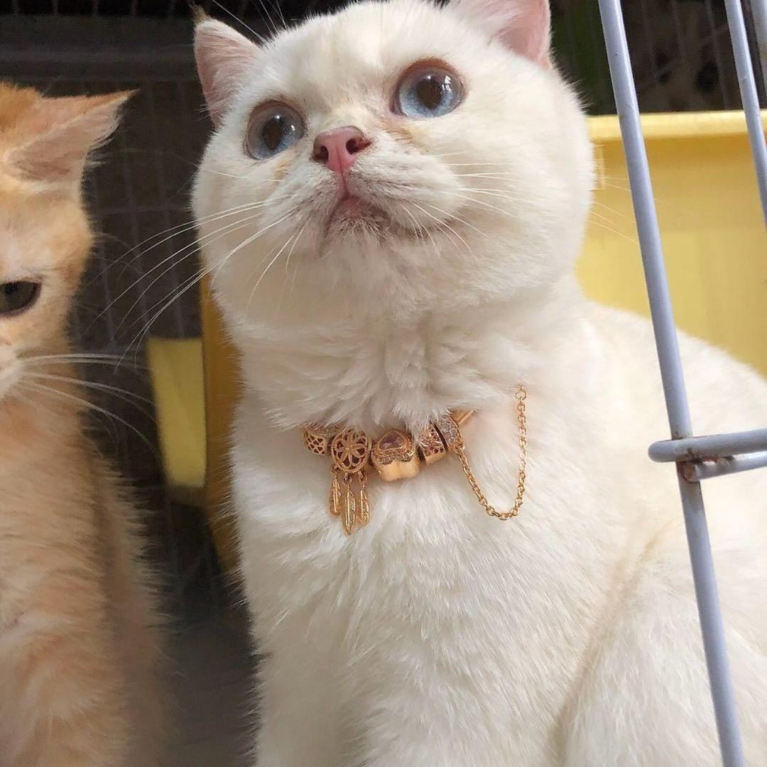 一只幸运猫🐈
