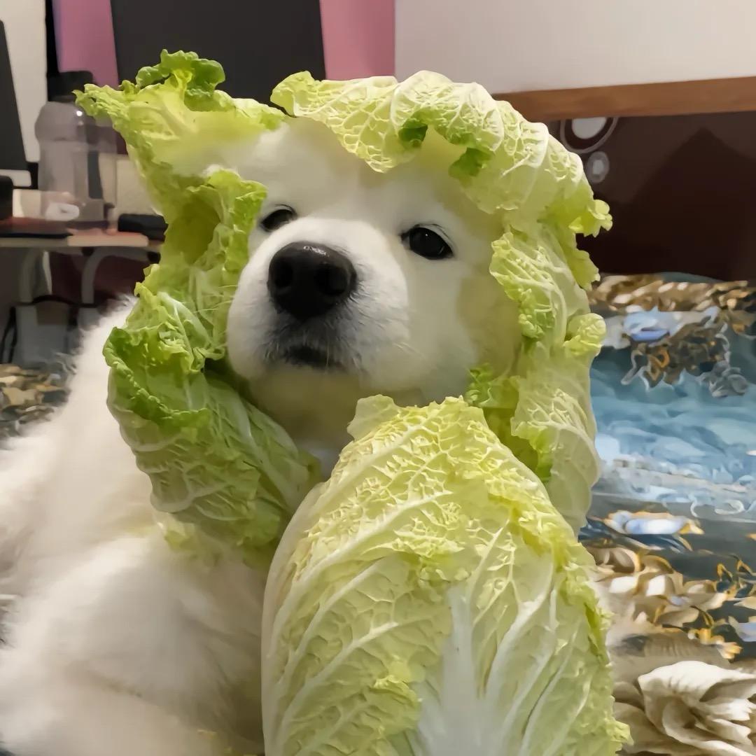 渣渣