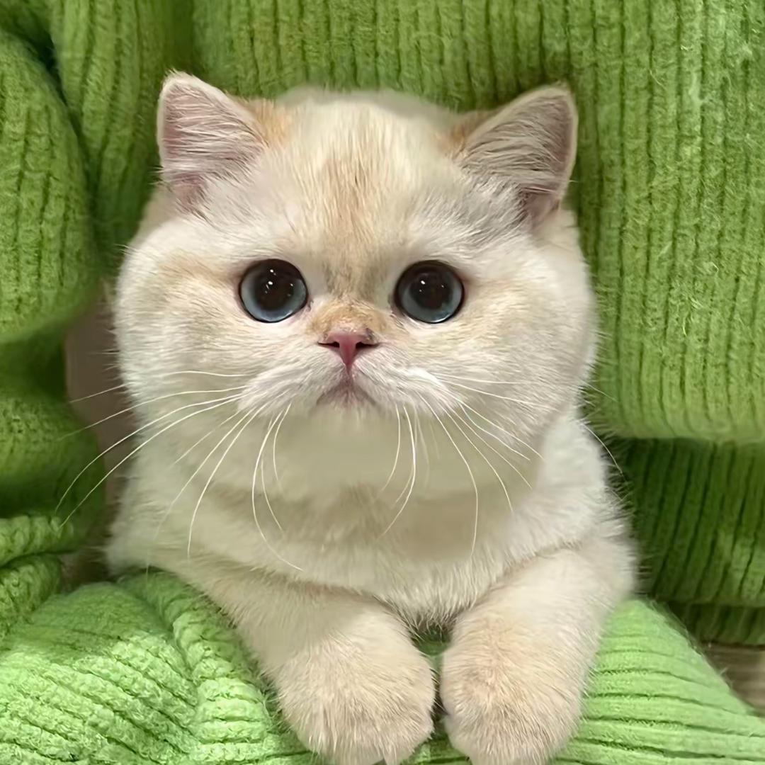 *🦋