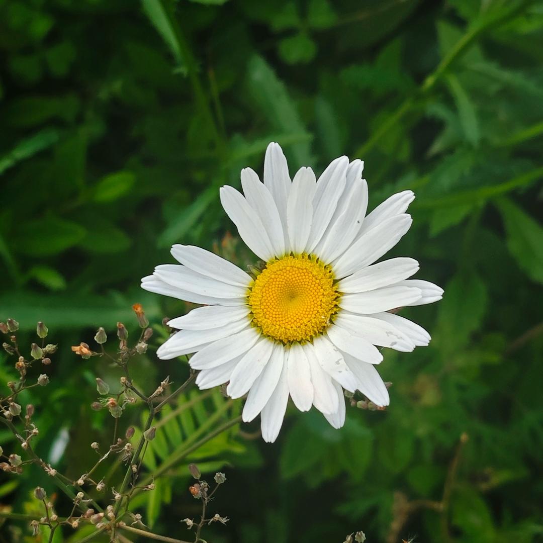 mr.白（树洞版）