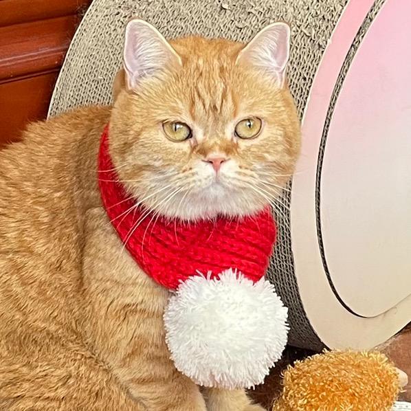 一只叫蜜桃的橘猫