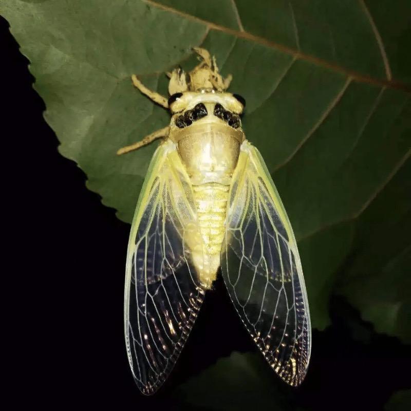 曼巴生鲜优选仓