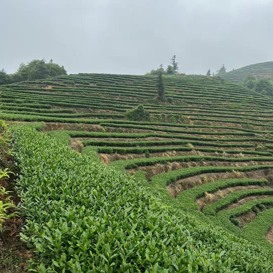 柏乾茶业企业店