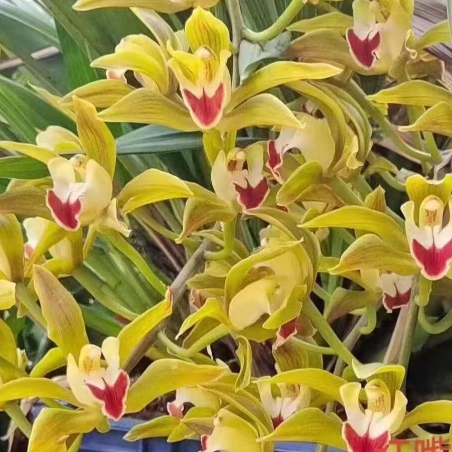 逸昌花卉