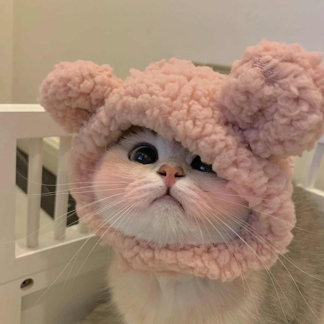 养一只馨馨子