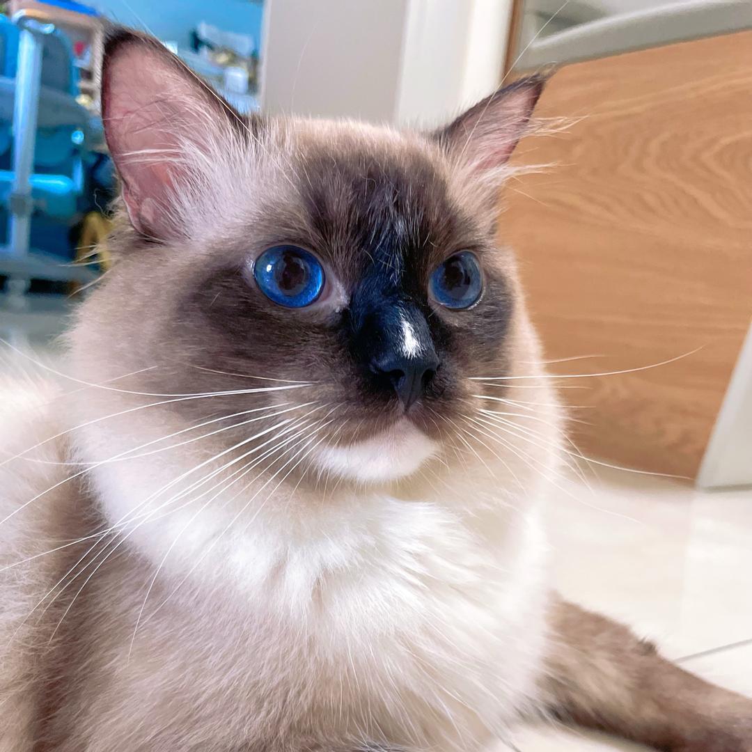 进宝儿是只自带高光的🐱