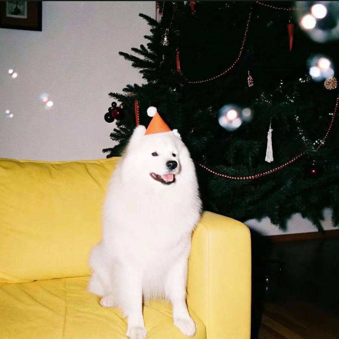 -每天都好困啊啊啊^