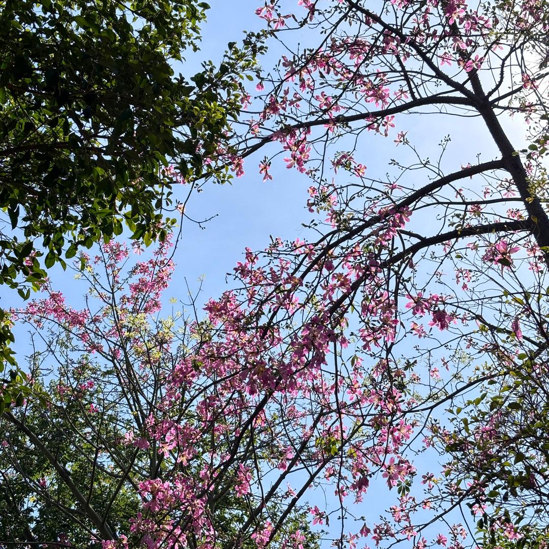 汐颜兮梦