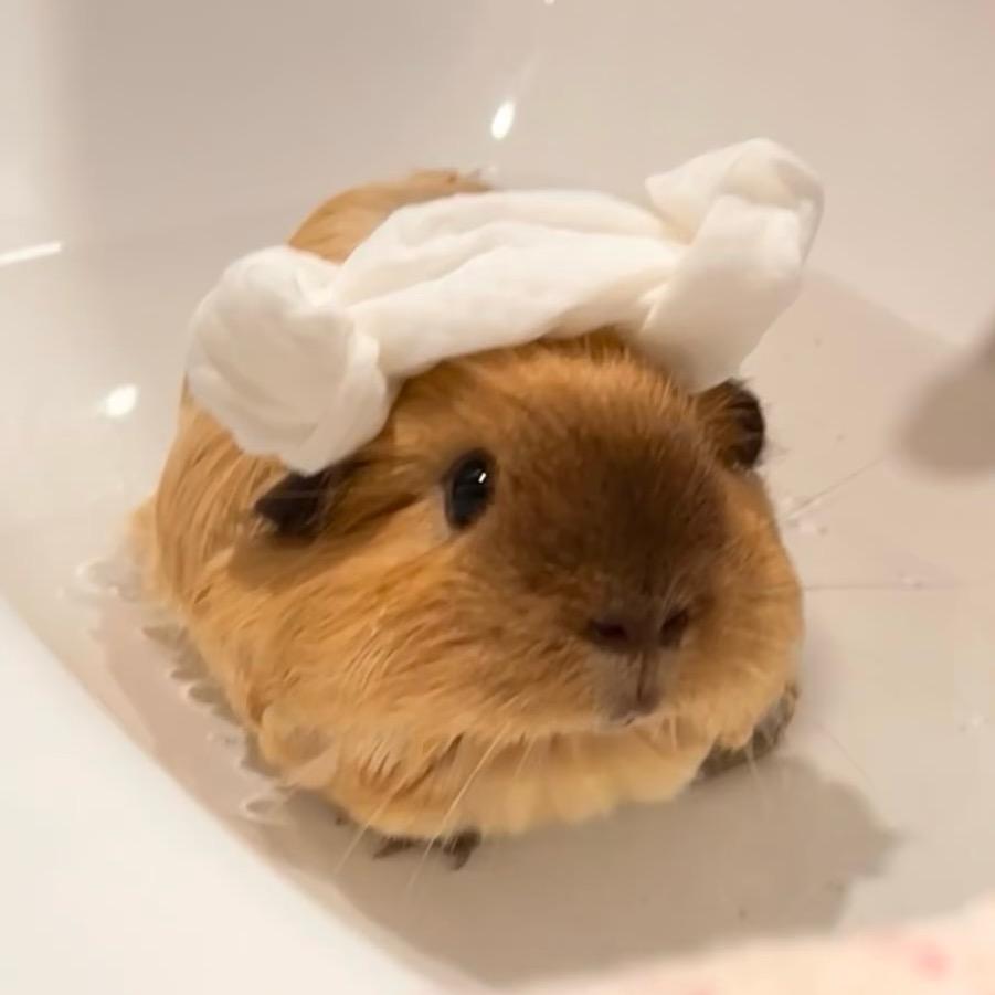 不会写诗