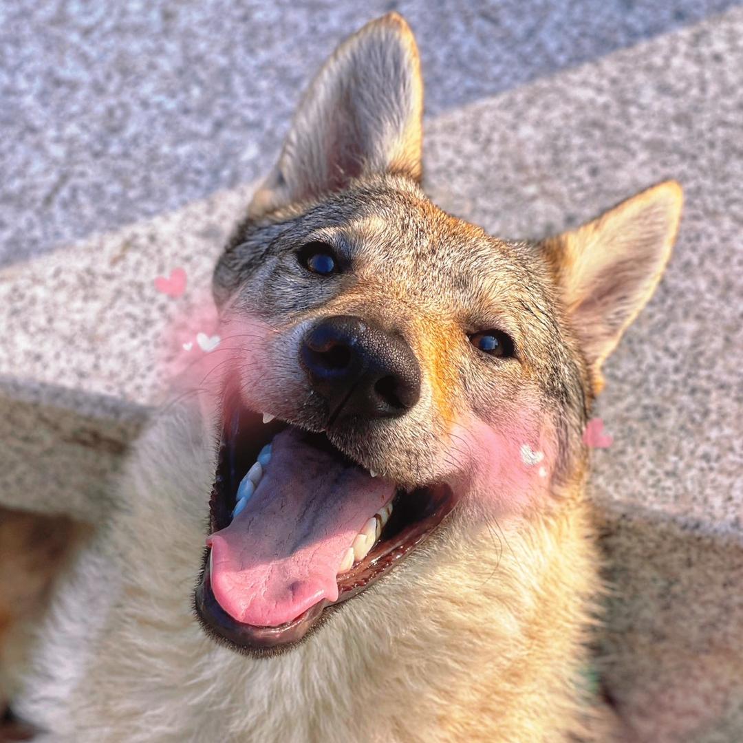 M家的狼崽子有个猫老大