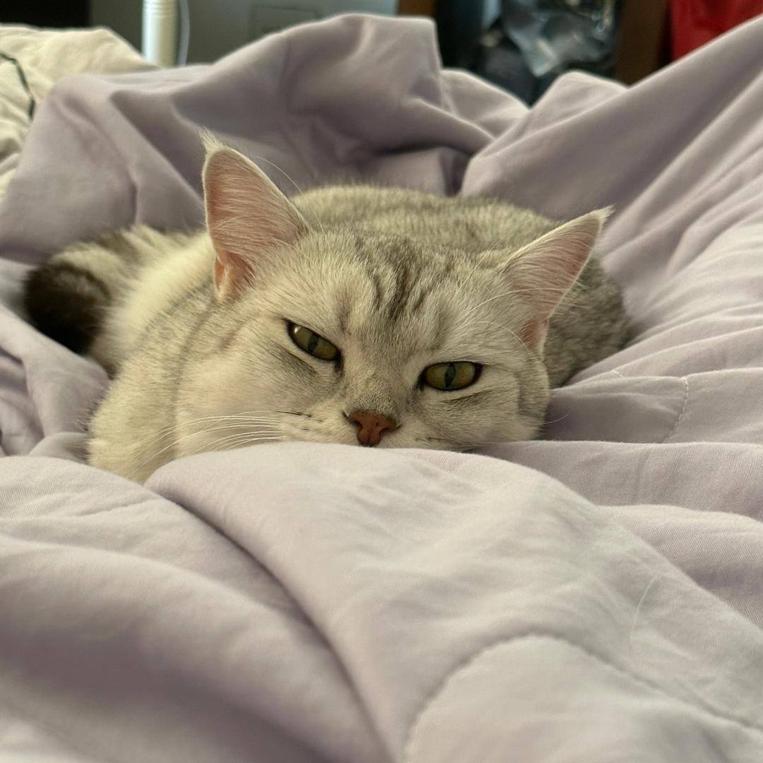 超可爱的大番薯