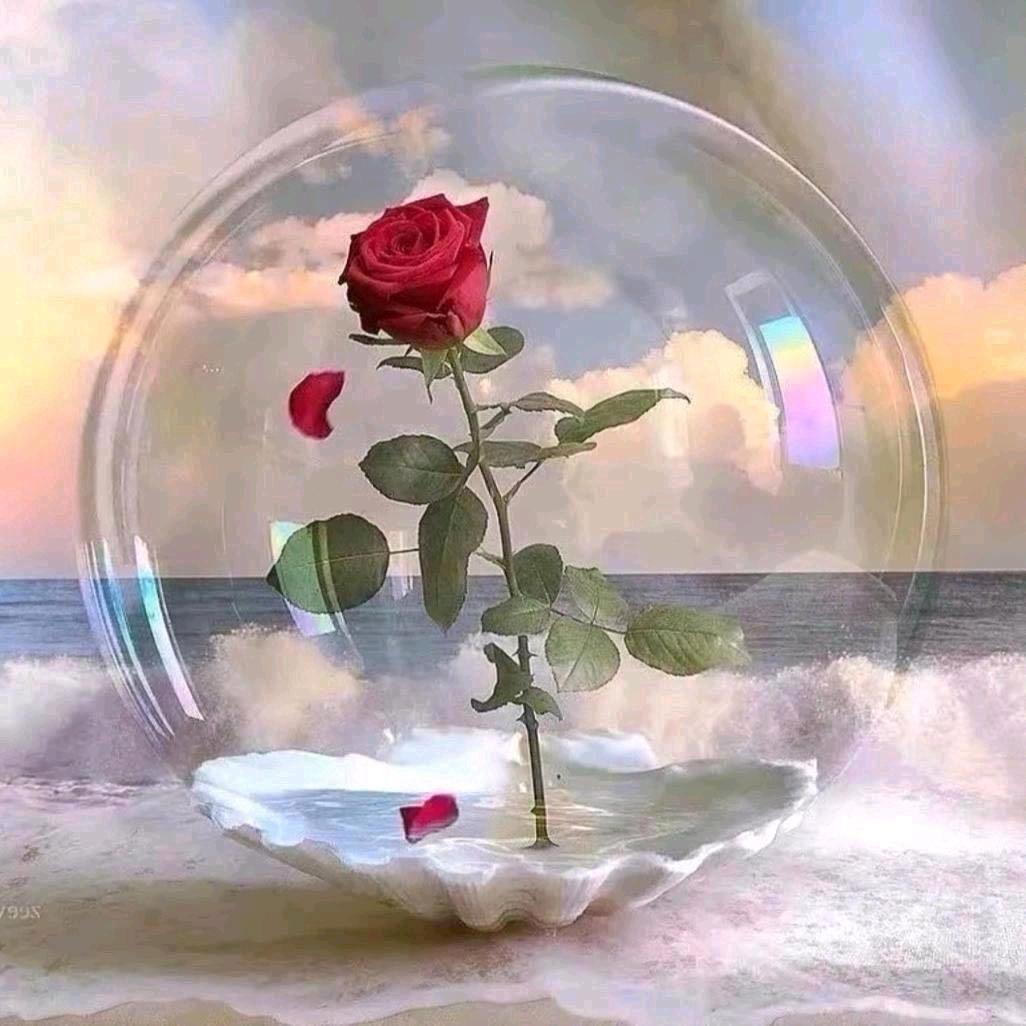 玫瑰love