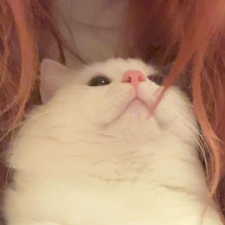 雪糕他爸，开家长会了。