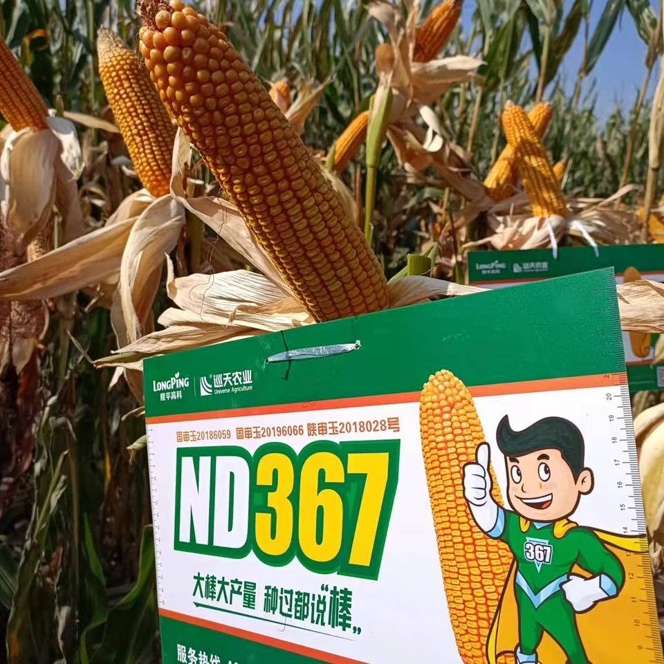 N D367