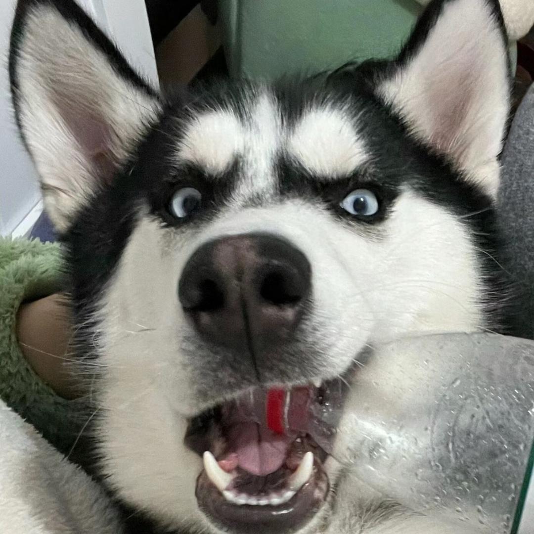 林少侠