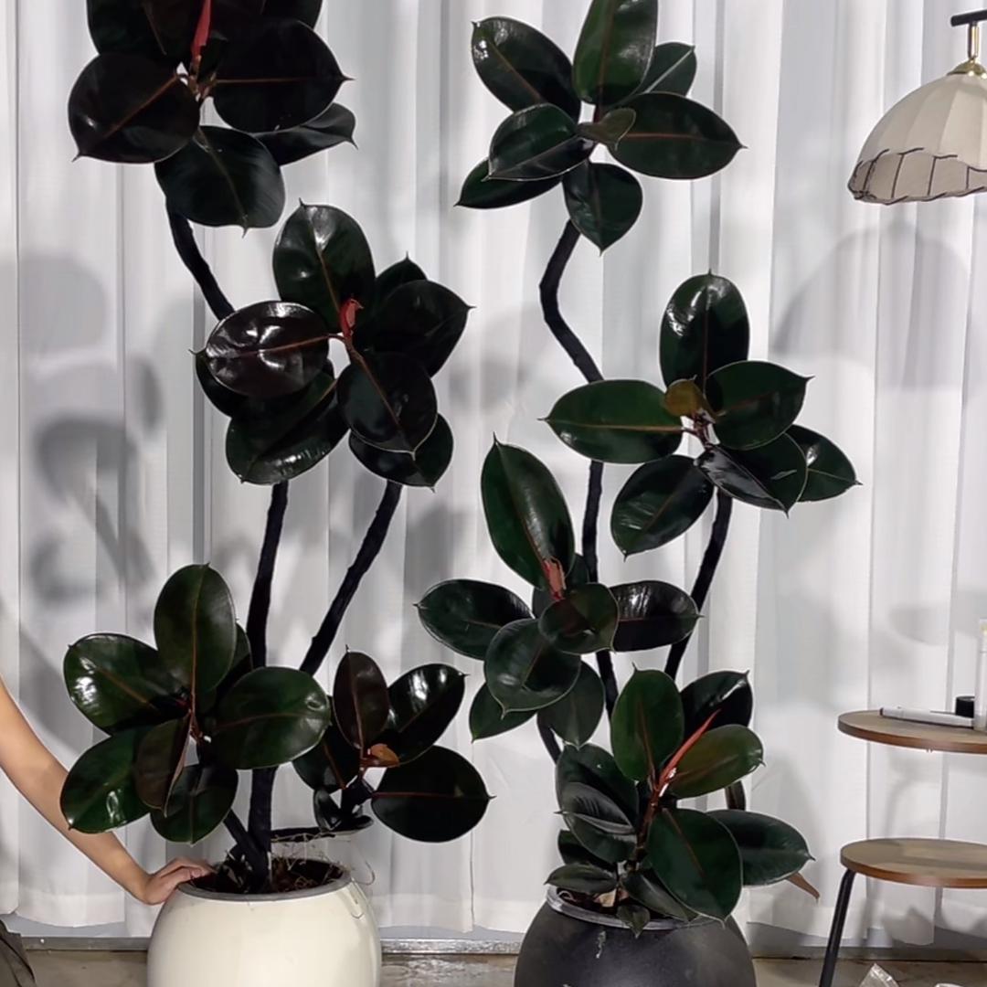 一树时间绿植空间