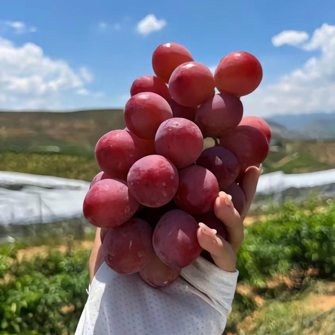 爱吃葡萄的小佑🍇