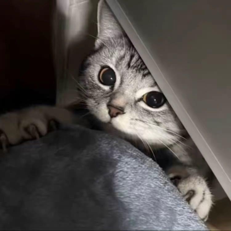 我猫呢
