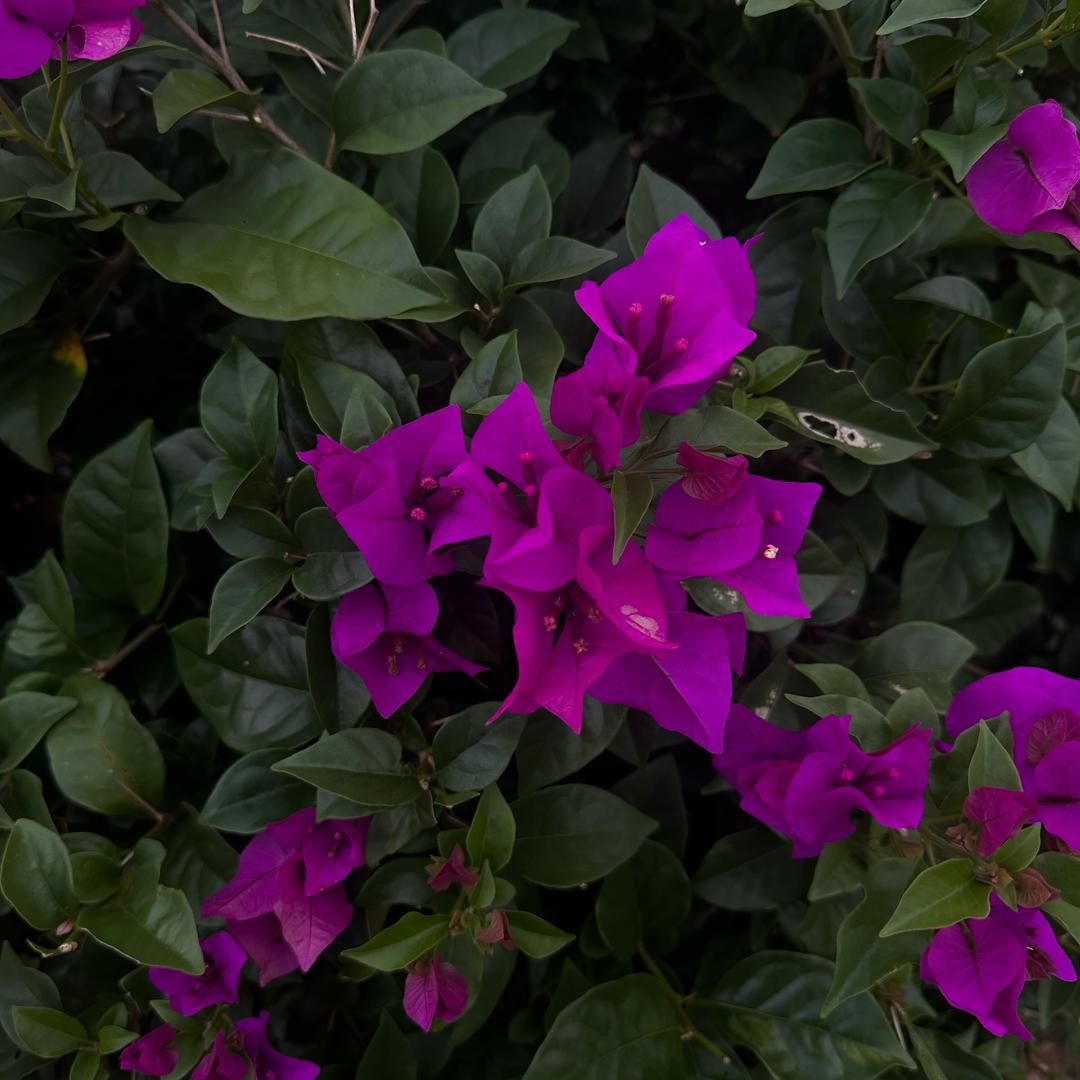 爬藤三角梅直播