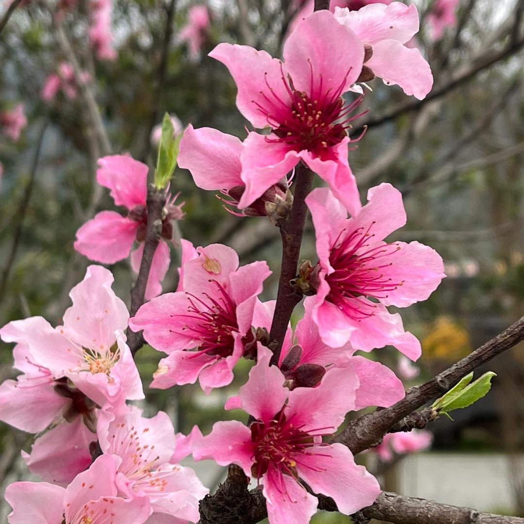 🌷💐轻舞飞扬💘🌸