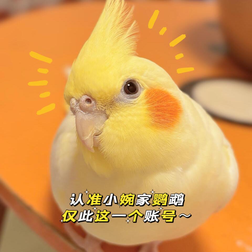 鹦鹉小婉
