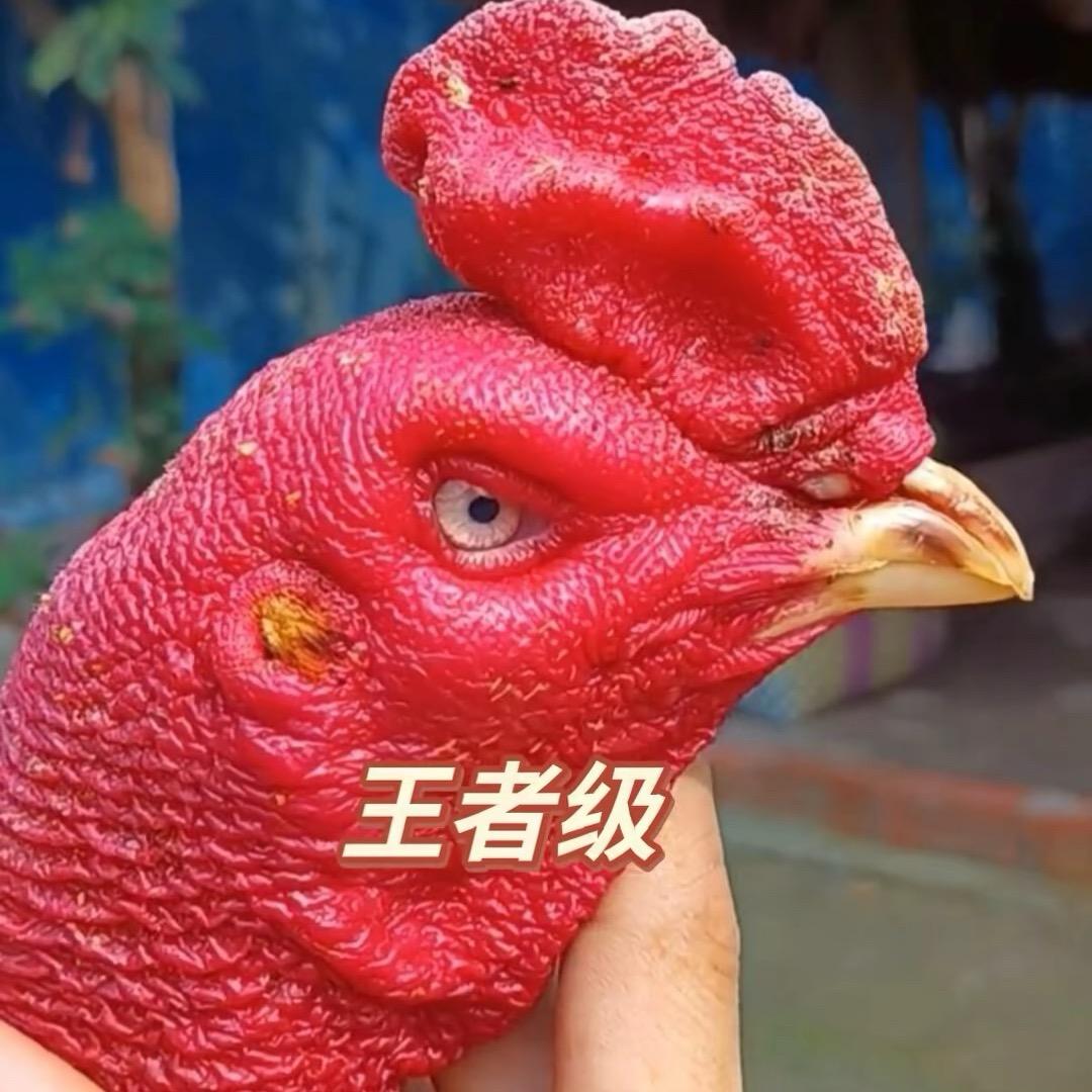 小林斗鸡农场