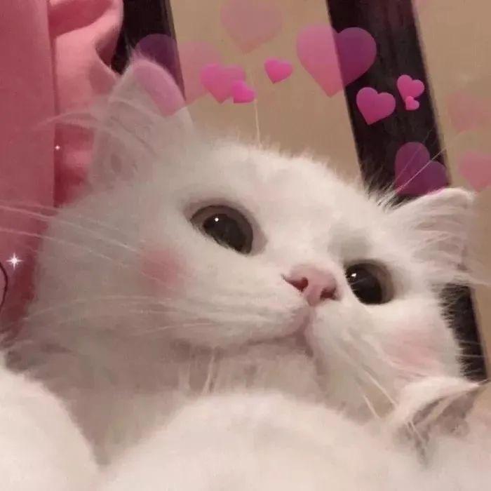 小猫爱吃鱼🐠