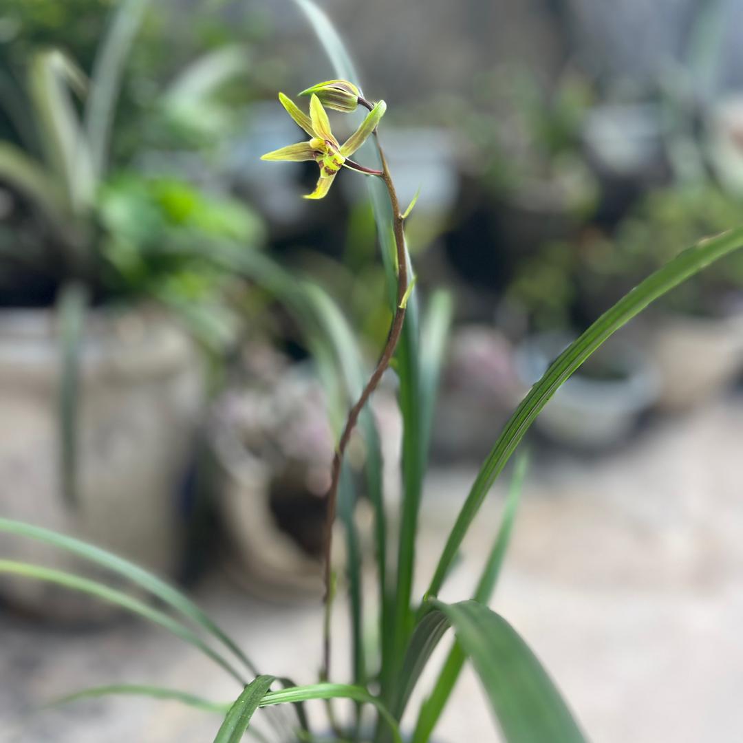 昔日臻茶馆