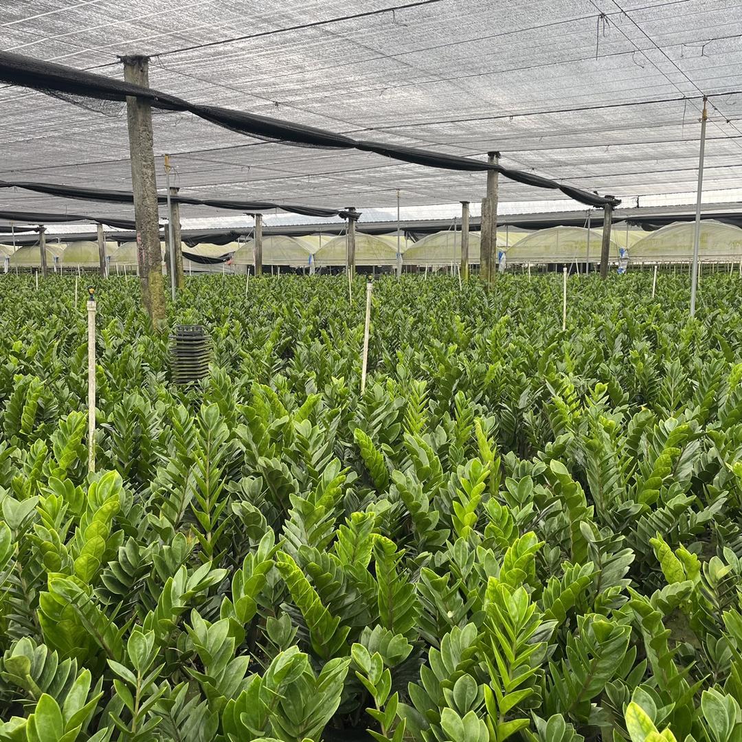 恩恩金色海绿植