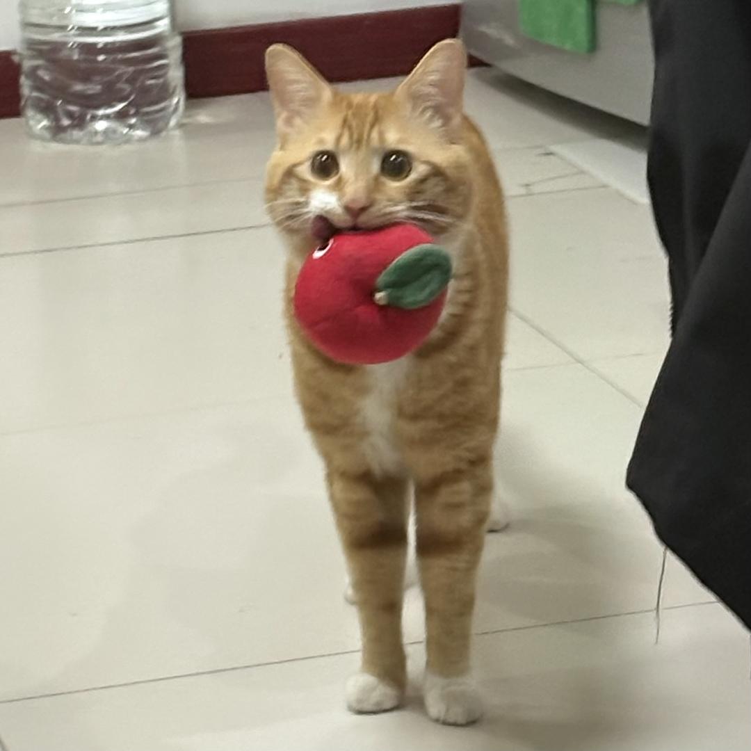 芋大头Zzz