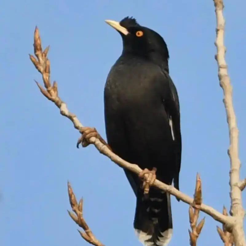 🧚🏻‍♀️吖頭萌宠