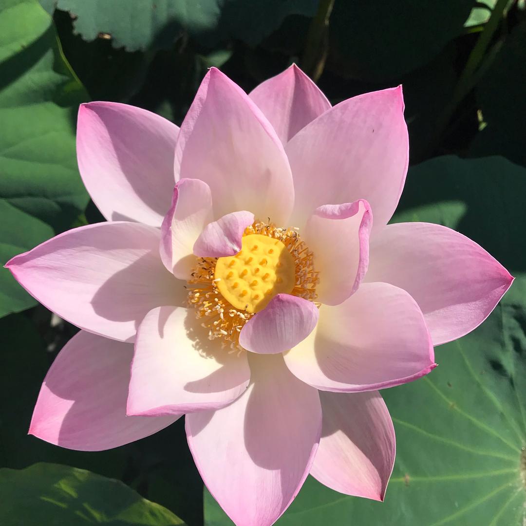 淡如水