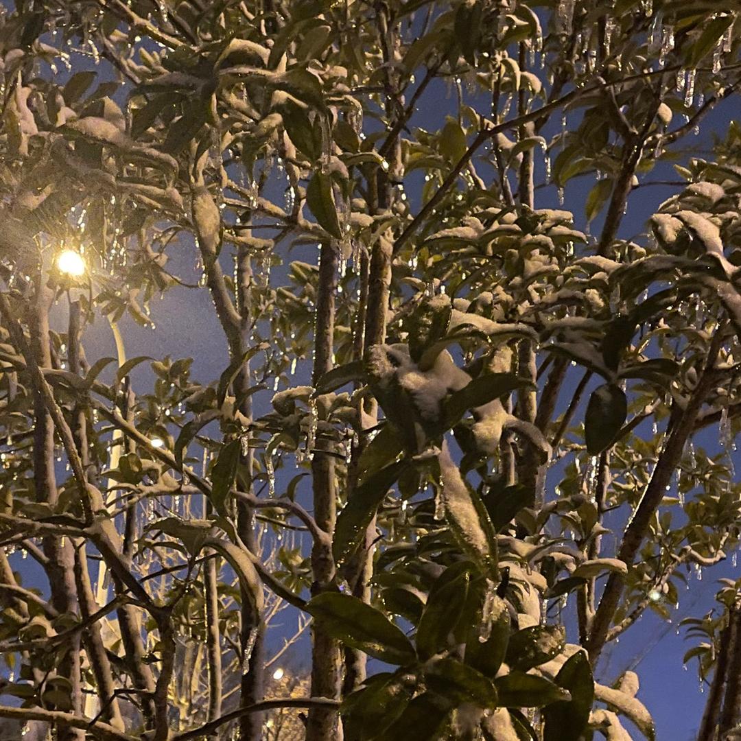 ¹⁹₈₇红文