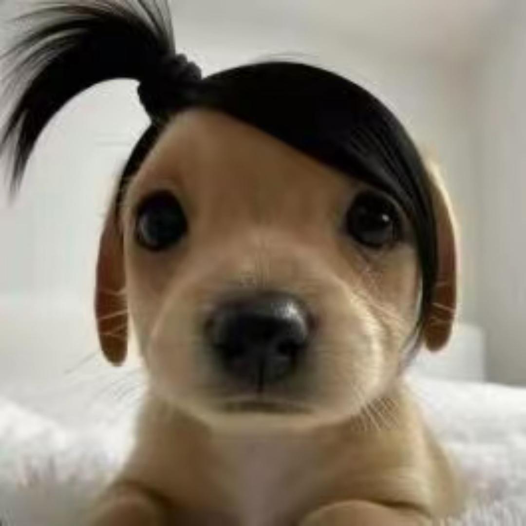 ✧(◍˃̶ᗜ˂̶◍)✩