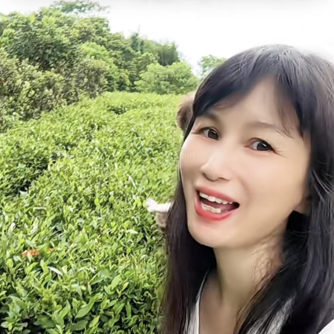 茶燕子