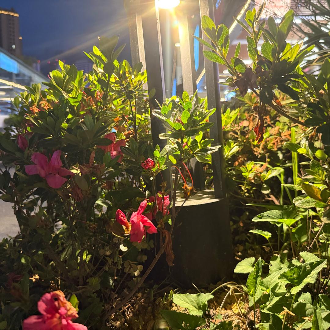 阿南快餐🍱摆摊记