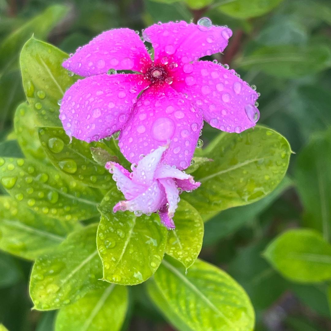 花菜