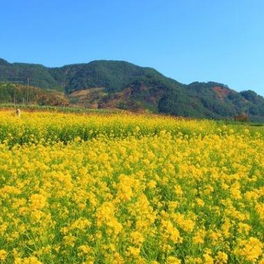 油菜丰产农资