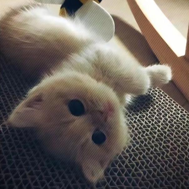 ￴𝟯𝟭𝟯·小启