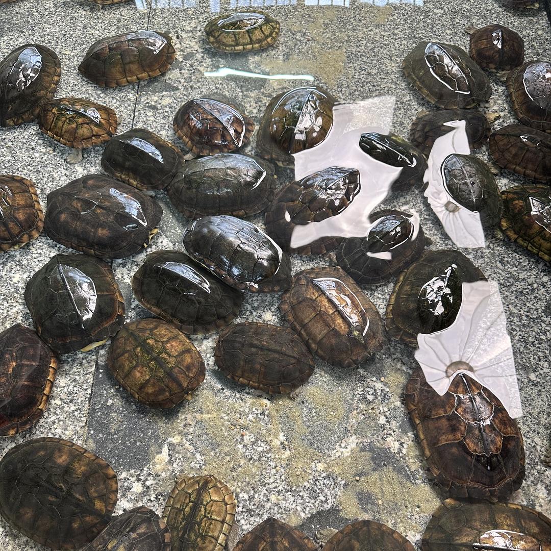 吉康渔牧乌龟养殖基地