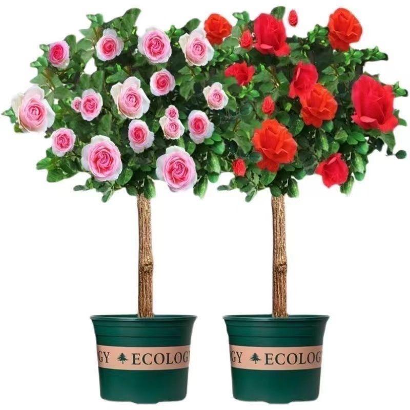 妍伊泽花卉