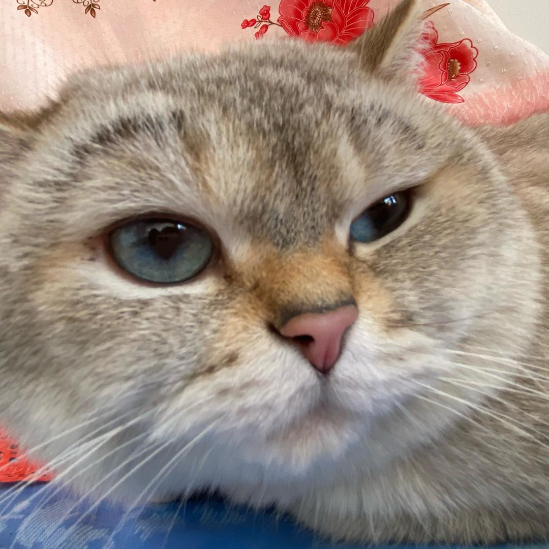 小猫老弟