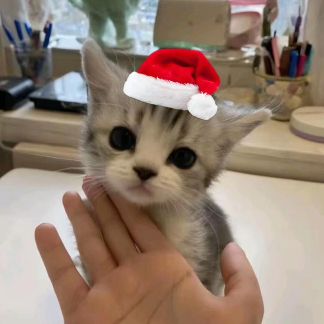 小猪猪