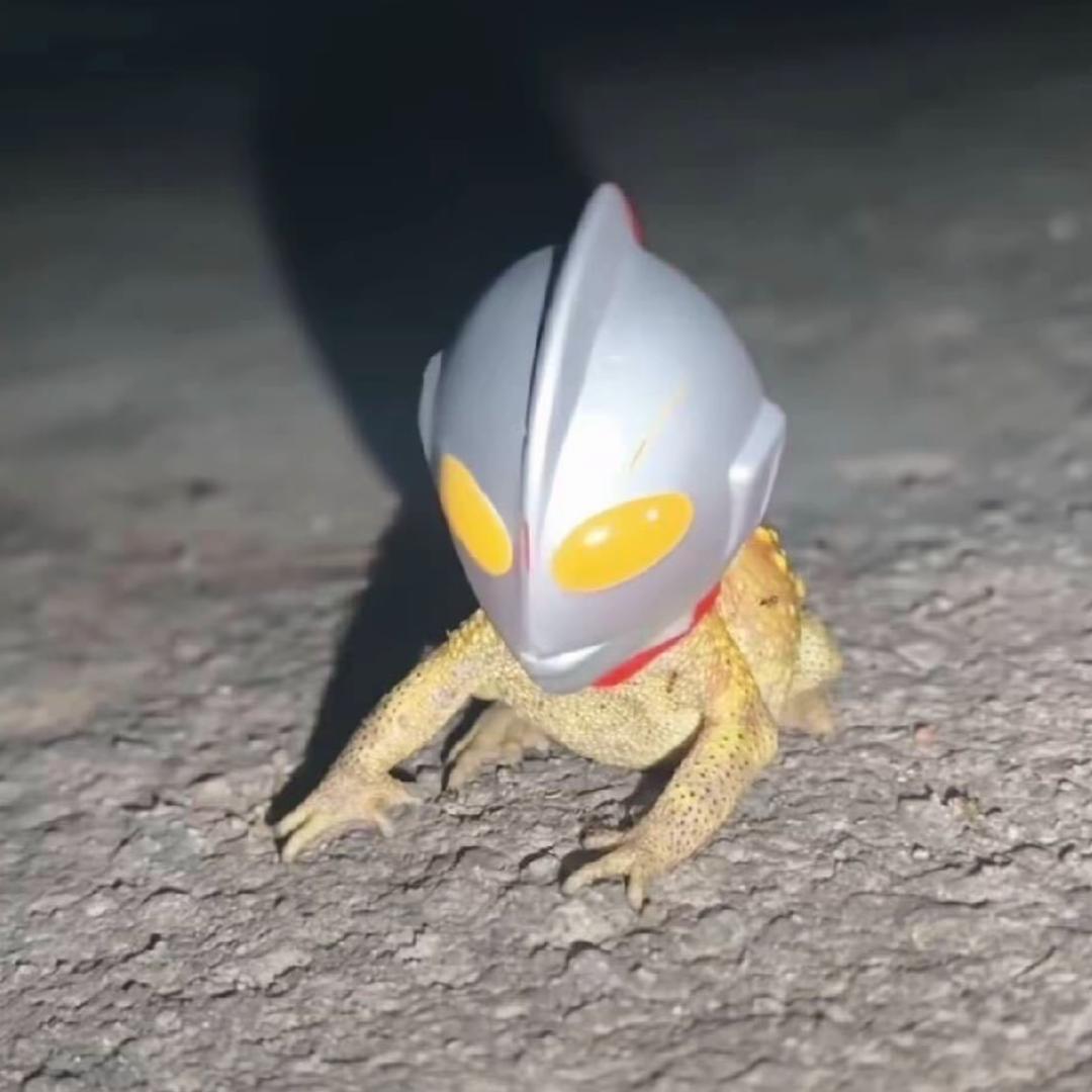 本育