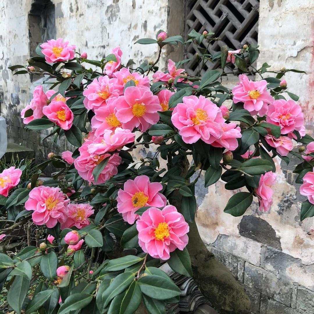 卖大茶花的地主婆