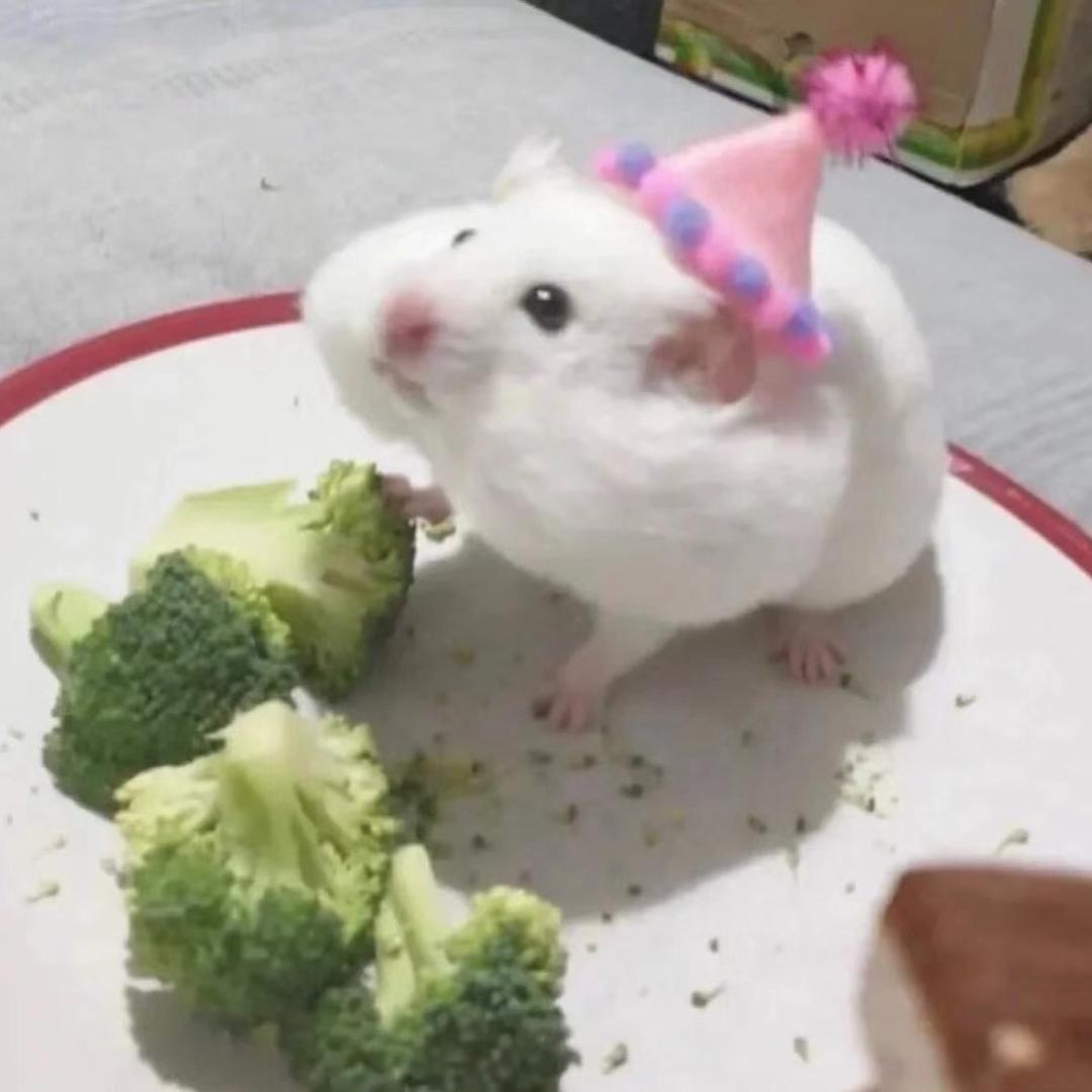 肥老鼠polin