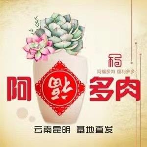 阿福多肉