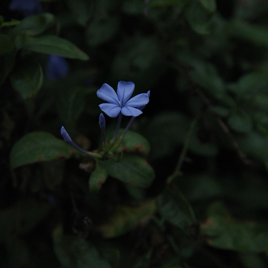 蒲青